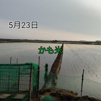 無農薬米新潟県産コシヒカリ10k | 米・穀物/米/精米 産直アウル 農家