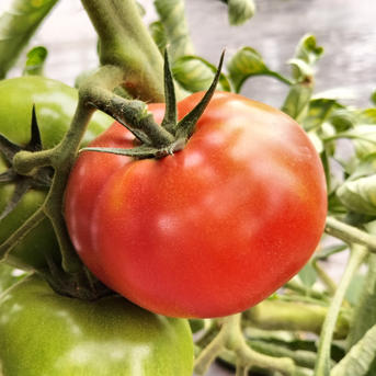 夏野菜セットA トマト、ナス、キュウリ 【朝どれ】 ｜ 野菜/野菜セット