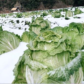 雪の中で育ちました。「雪中白菜」6玉 ｜ 野菜/白菜 産直アウル 農家