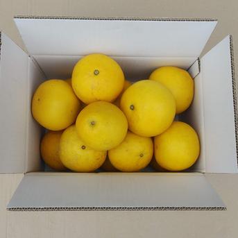 文旦　訳あり　みかん　129 2027年予約【土佐文旦訳あり10kg】日本で一番みかんと暮らしてる私たち