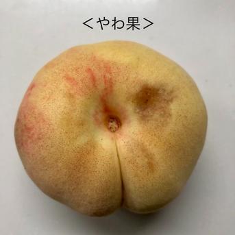 ＜訳あり＞2キロ箱【南アルプスの桃】減農薬/無肥料/除草剤不使用  <訳あり>２キロ箱　個数はサイズによる 果物/もも通販