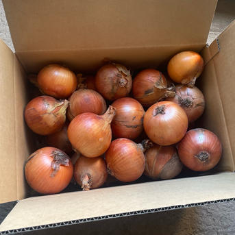 富良野産20kg玉ねぎ】玉ねぎ20kg箱サイズ混合 ｜ 野菜/玉ねぎ 産直