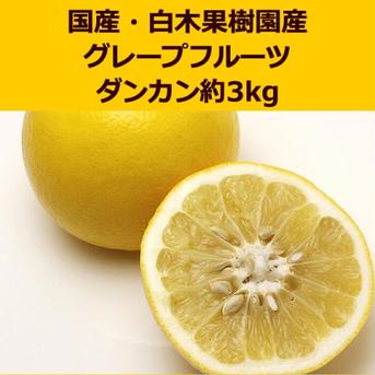 国産！白木果樹園産、グレープフルーツ(ホワイトダンカン)　約6kg 6kg 果物/グレープフルーツ通販
