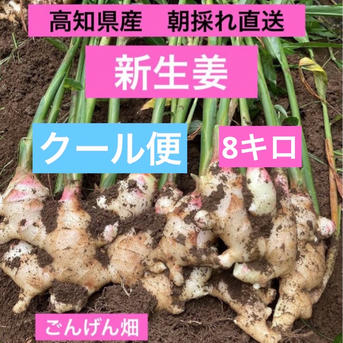 高知県産 朝採れ直送新生姜 8キロ ｜ 野菜/薬味 産直アウル 農家・漁師
