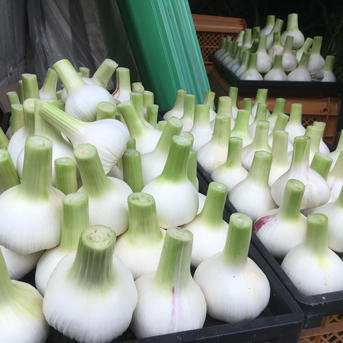 【季節限定】農薬・化学肥料不使用！熊本のマイルド生にんにく中玉(Lサイズ6-7cm)1kg(11個前後) 中玉(Lサイズ6-7cm)1kg(11個前後) 野菜/にんにく通販
