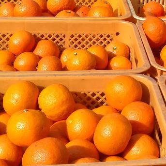 早生八朔　L、Mサイズ20kg 、7 広島産八朔(はっさく）自慢の果実MLL3Lサイズ（良品）5k箱込 ｜ 果物