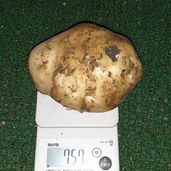 11月24日掘りたて　秋掘り新じゃが出島5kg 5kg 野菜/じゃがいも通販