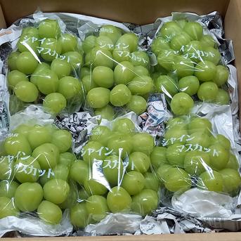 【カナダ人農園主の真心を込めた】シャインマスカット約5ｋｇ シャインマスカット約5ｋｇ 果物/ぶどう通販