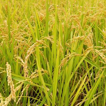 令和7年産米 しあわせまっしぐら（青森県産まっしぐら）10kg 真空包装
