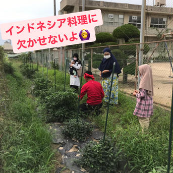 ワカイファーミーの唐辛子詰め合わせセット🌶💕 4袋 野菜/スパイス通販