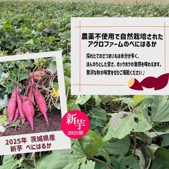 2025年新物】〇 秋の収穫祭 〇 新芋 10kg 🍠農薬不使用 紅はるか