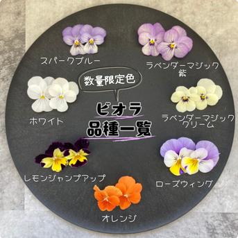 常温配送》エディブルフラワー（食用花） ビオラ20輪 ｜ その他/食用花