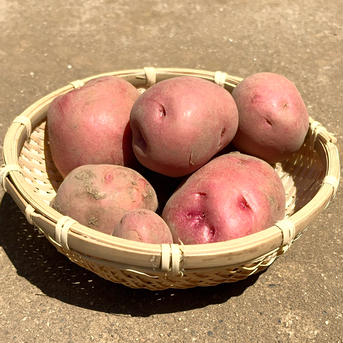 お試しに！新じゃがいも3種 食べ比べセット ２キロ箱 じゃがいも3種食べ比べ　箱含め2キロセット 野菜/じゃがいも通販