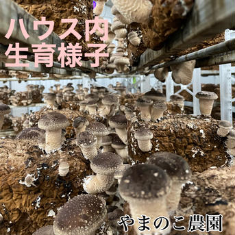 クール便発送　徳島県産　料亭、旅館同等でお客様クチコミ大賞頂いた希少生椎茸大サイズ送料込み 重量1キロ　本数は収穫日によりけり 野菜/きのこ通販