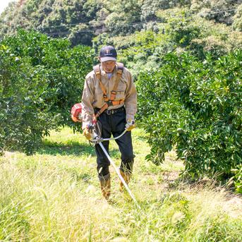 自然栽培】すだち 1kg箱詰 完全無資材／農薬不使用・無肥料・無除草剤