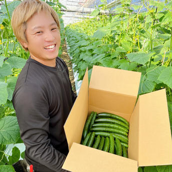 高知県産きゅうり5Kg約50本入 5Kg 野菜/きゅうり通販