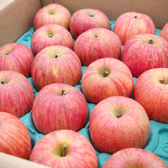 蜜入り完熟サンふじ🍎5kg詰め 5kg 果物/りんご通販