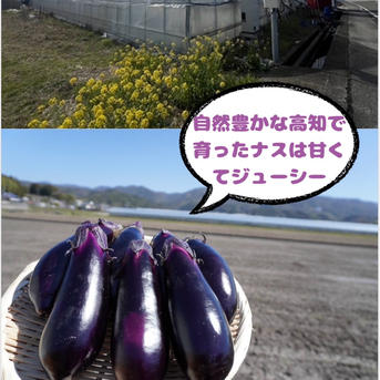 高知県産ナス16Kg この価格は12月16日まで 高知県産ナス16Kg約190本 | 野菜/茄子 産直アウル 農家から直接野菜