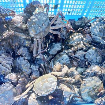 活モクズガニ海で漁獲品 小中サイズ２kg(目安 20-40杯) ツガニ つがに 宮城県松島産  配送地域限定品(四国中国九州沖縄は不可能です) 他に大サイズも出品中 もくずがに 2ｋｇ 魚介類/カニ通販