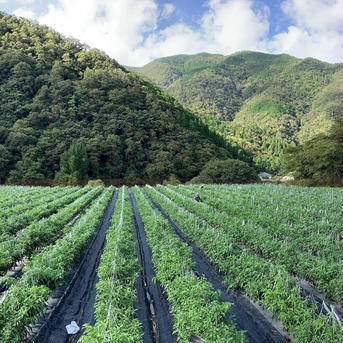 朝採れピーマン3kg【アウルの日】【飲食店向け】 3kg 野菜/ピーマン通販