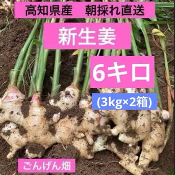 高知県産　朝採れ直送新生姜 6キロ(3kg×2) 高知県産 朝採れ直送新生姜 6キロ ｜ 野菜/薬味 産直アウル 農家・漁師