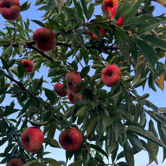 希少品種「大紅蟠桃」！ 〜ご家庭用〜 ｜ 果物/もも 産直アウル 農家