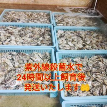 【感謝祭】今シーズン食べ納め・からふさカキ 2キロ箱 魚介類/牡蠣通販