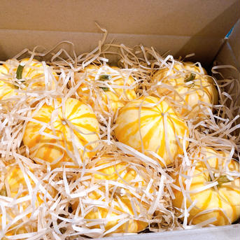 ホクホク甘味のある可愛いプッチーニかぼちゃ プッチーニかぼちゃ1.8kg 野菜/かぼちゃ通販