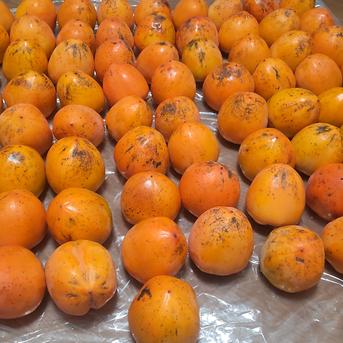 ①【ねろり】干し柿用渋柿 蜂屋柿 20kg しかの農園】渋柿 果物