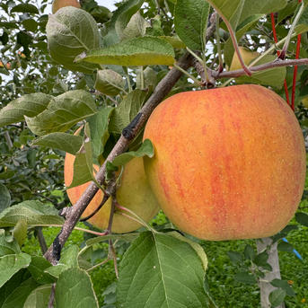 りんご詰め合わせセット | 果物/りんご 産直アウル 農家から直接野菜