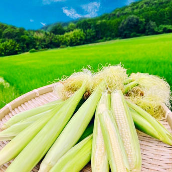 おおふくのヤングコーン150本 ヤングコーン150本 野菜/とうもろこし通販