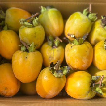 干し柿用 渋柿 10キロ | 果物/柿 産直アウル 農家から直接野菜などの