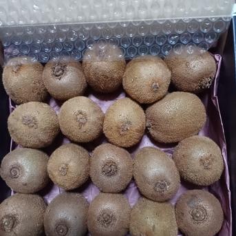 キウイフルーツ20個入 | 果物/キウイフルーツ 産直アウル 農家から直接