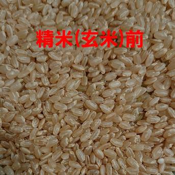 令和7年産 新米 高知県産 コシヒカリ 玄米10㎏(袋込み) | 米・穀物 令和7年産 新米 高知県産 コシヒカリ 玄米10㎏(袋込み) | 米・穀物
