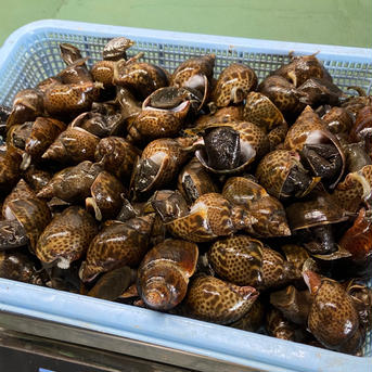 新鮮とれたて！黒バイ貝4kg　生きたまま発送します！ 4kg(180個前後) 魚介類/その他魚介通販