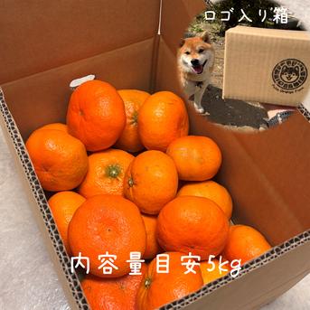 甘平　5k 約20個入り　二箱 愛媛オリジナル品種の希少柑橘・甘平をお値打ち価格で販売中【訳あり5kg】