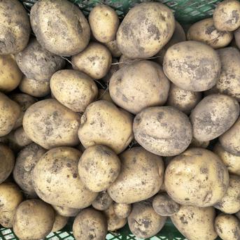 ストックにおすすめ！たっぷりじゃがいも 4.5kg とうや パチャママ農園