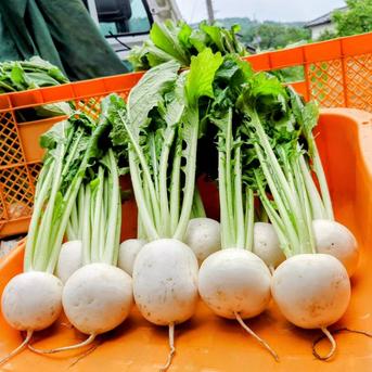 かぶ　葉付き　無化学肥料、無農薬※ 4.5kg程度 野菜/かぶ通販
