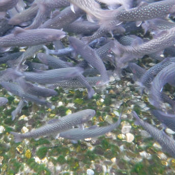 [岩魚]イワナ９尾入×2箱　(22cmサイズ)冷凍 18尾/2㎏ 魚介類/川魚通販