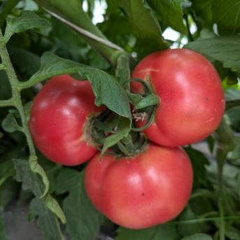 糖度7.9度の肉厚濃厚な収農花のトマト トマト7玉〜12玉 野菜/トマト通販