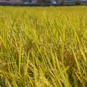 令和7年産】無農薬・無化学肥料で育てたコシヒカリ（玄米）20kg ｜ 米