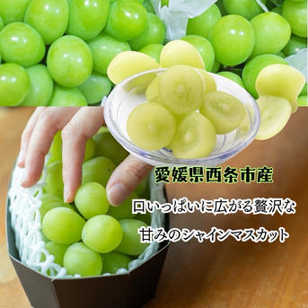 シャインマスカット1kg2から3房 ｜ 果物/ぶどう 産直アウル 農家・漁師