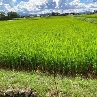 5kg精米 夢しずくオーガニック(佐賀県産) 精米5kg 米・穀物/米/精米通販