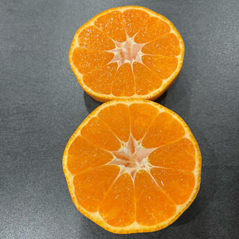 宮川早生みかん 10kg(箱込) 大玉訳あり | 果物/温州みかん 産直アウル