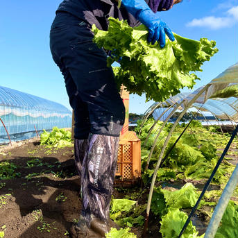 湧水育ちの朝採れレタス レタス6玉 野菜/レタス通販