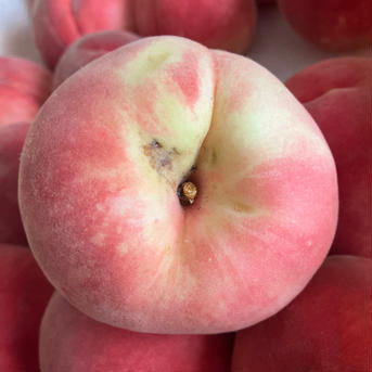 🆒クール便🆒【南アルプスの桃🍑幸茜】2キロ 減農薬/無肥料