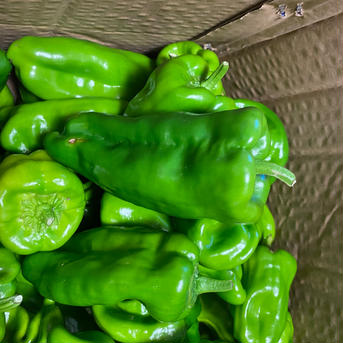 【お買得】今が旬のピーマンたっぷり 500g 野菜/ピーマン通販