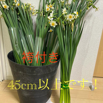 千葉県房総半島産！日本水仙 50本 花・植物/花・植物通販