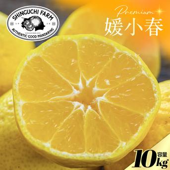 媛媛小春　9kg　愛媛県松山市産 希少柑橘】媛小春 10kg『黄色いのに驚きの甘さ』 ｜ 果物/オレンジ