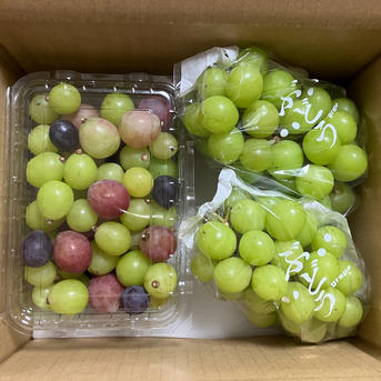 訳ありシャインと粒々MIXセット(種なし) | 果物/ぶどう 産直 訳ありシャインと粒々MIXセット(種なし) | 果物/ぶどう 産直